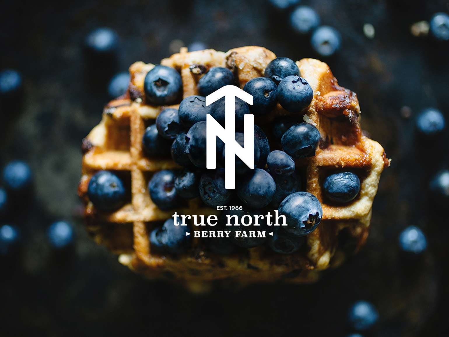 True North Identity 1